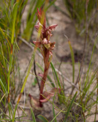 Satyrium lupulinum