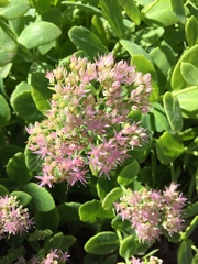 Hylotelephium spectabile