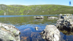 Callitriche hamulata