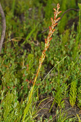 Disa reticulata