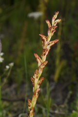 Disa reticulata