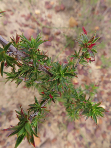 Image of Cliffortia ferricola by (c) linkie, some rights reserved (CC BY)