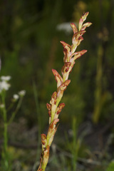 Disa reticulata