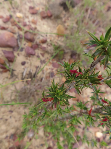 Image of Cliffortia ferricola by (c) linkie, some rights reserved (CC BY)