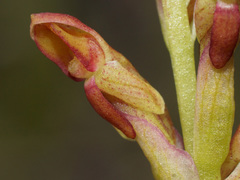 Disa reticulata