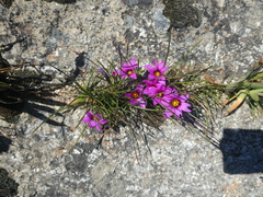 Romulea cruciata
