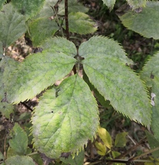 Erysiphe vanbruntiana