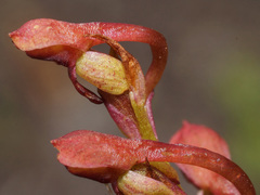 Disa reticulata