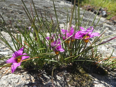 Romulea cruciata