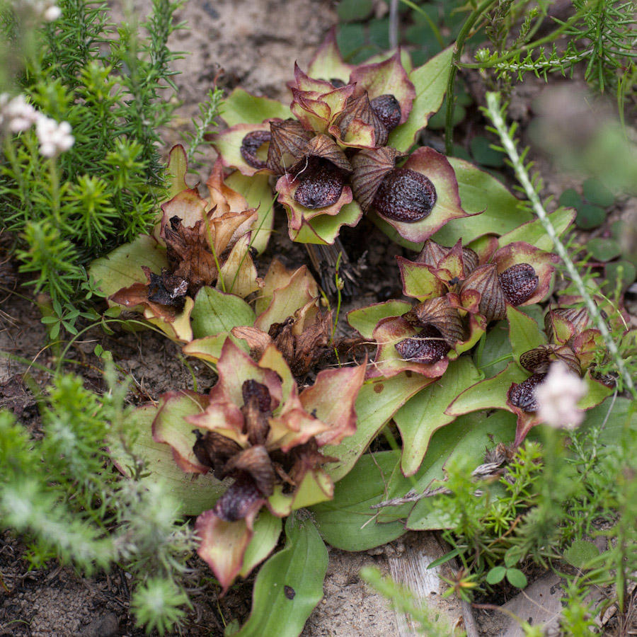 Carrion-flower Orchid