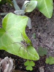 Pardosa