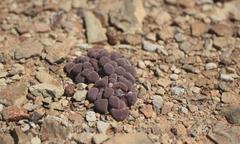 Stomatium suaveolens