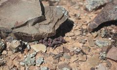 Stomatium suaveolens