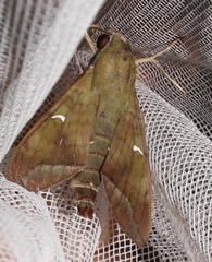 Nephele comma
