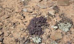 Stomatium suaveolens