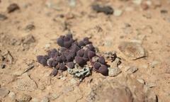 Stomatium suaveolens