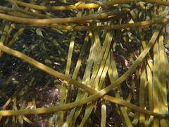 Brassicophycus sisymbrioides