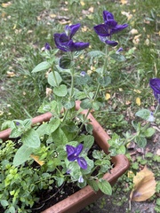 Salvia