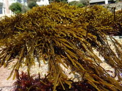 Brassicophycus sisymbrioides