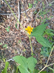 Tithonia thurberi