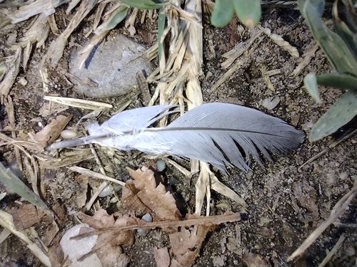holubovité (Columbidae)
