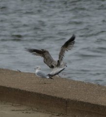 Larus argentatus