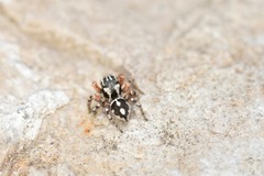 Habronattus fallax