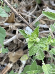 Leucas glabrata