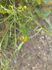 Melampodium strigosum