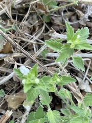 Leucas glabrata