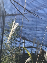 Miscanthus sacchariflorus