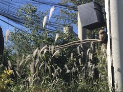 Miscanthus sacchariflorus