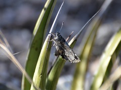 Agathymus estelleae valverdiensis