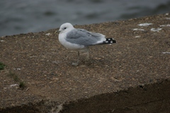 Larus canus