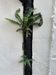 Asplenium scolopendrium