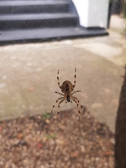 Araneus diadematus