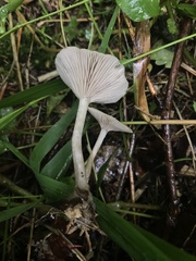 Clitocybe vibecina