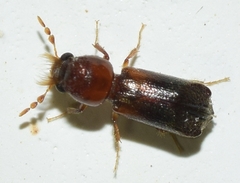 Scobicia chevrieri
