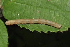 Peribatodes rhomboidaria