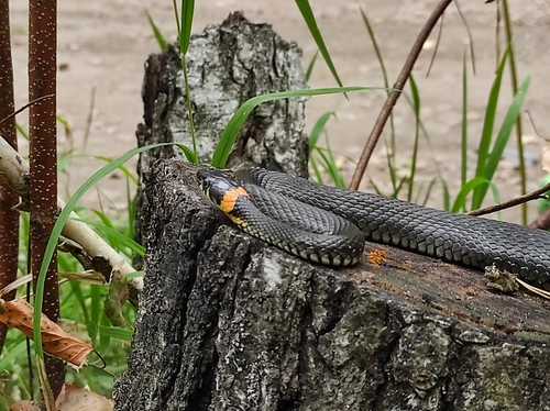 grass snake (Natrix natrix)