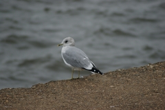 Larus canus