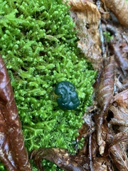 Leotia lubrica image