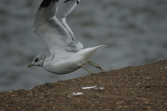 Larus canus