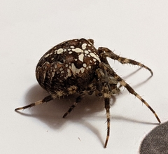 Araneus diadematus
