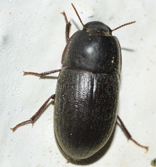 Crypticus gibbulus