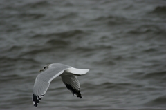 Larus canus