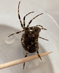 Araneus diadematus