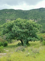 Quercus polymorpha