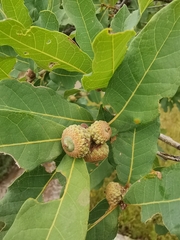 Quercus polymorpha