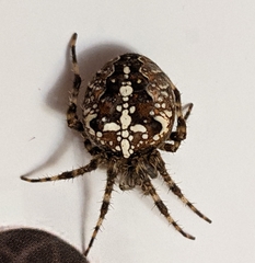 Araneus diadematus